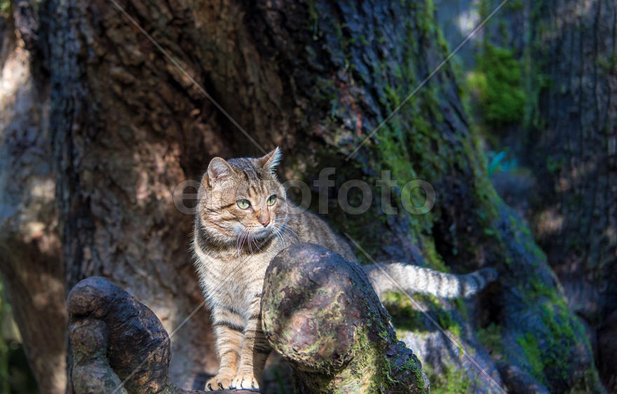 Домашний дикий кот