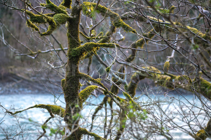 Дерево обросшие мхом