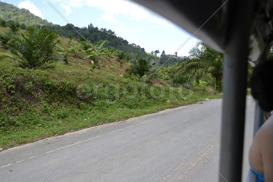 Тайланд. Город Пхукет. Чаща тропического леса