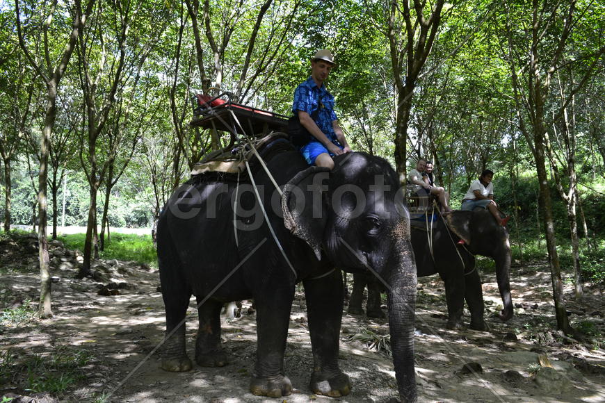 Тайланд. Провинция. Пханг Нга. Катаниие на слонах