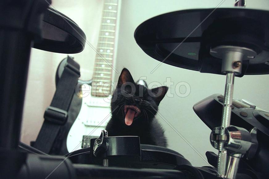 Кошачье утро