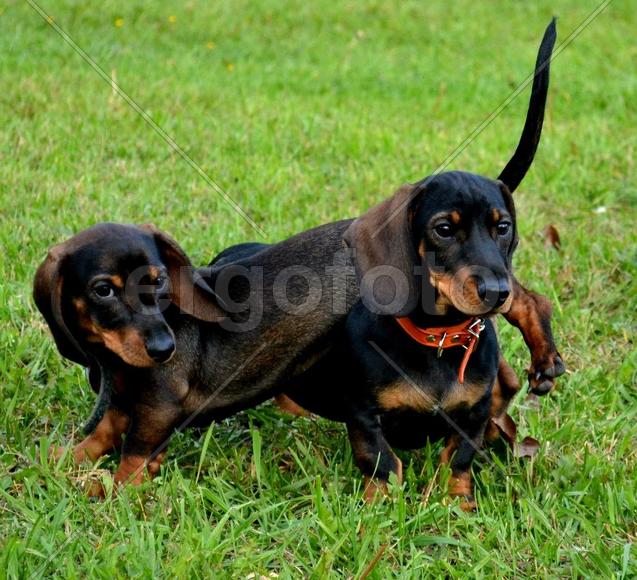 Вальди и Лаки (сёстры)