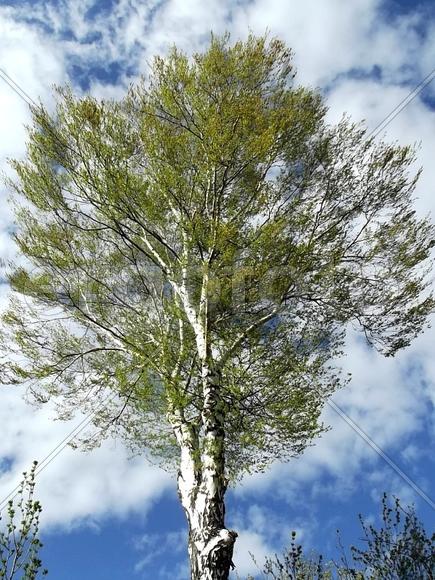 "Благодатная берёза, ты символ Родины моей..."