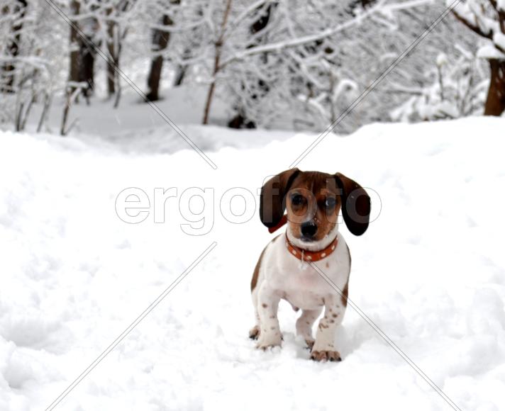 Мартин на прогулке
