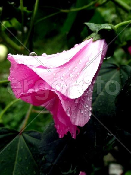 "Цветы мне говорят прощай,головками кивая низко.."