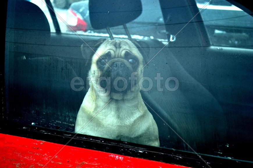 Оставленный в машине, тревожный, мопс...