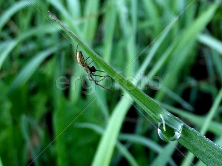 Что делает паук в 6 утра...