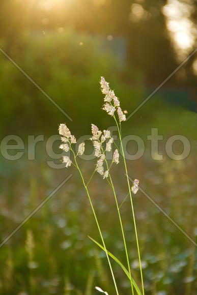 Дикая луговая трава