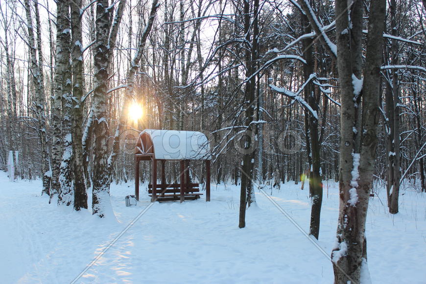 Городской лес