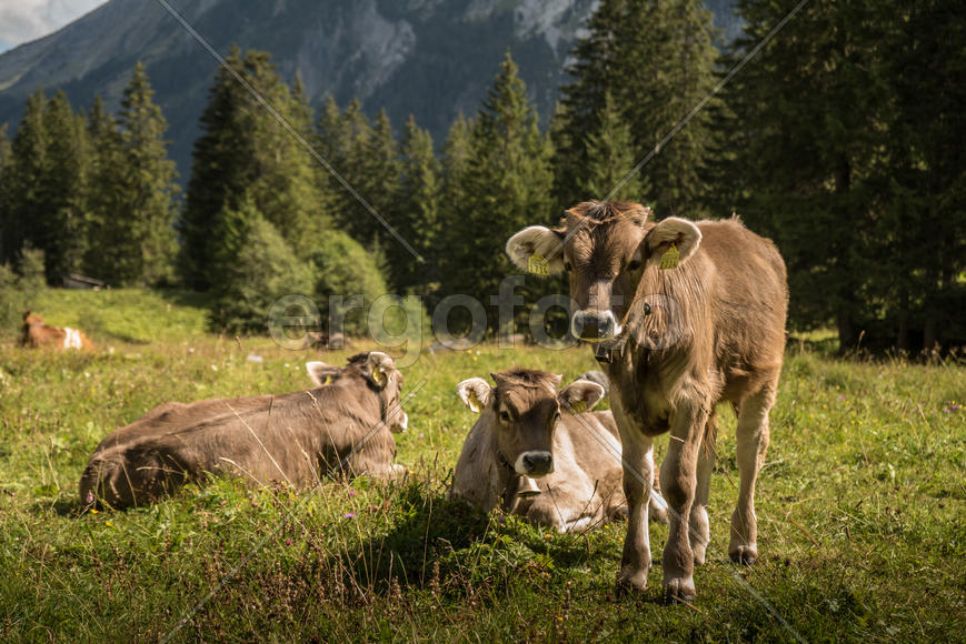 Альпийские телята