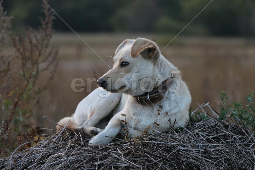 Собака на сене