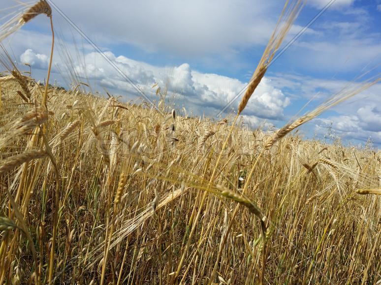 В зарослях пшеничного поля