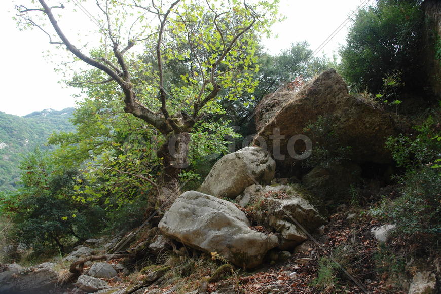 Дерево на склоне гор