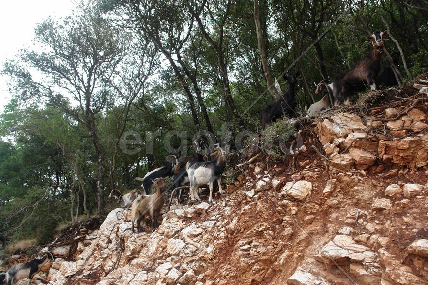 Козлы на горном склоне