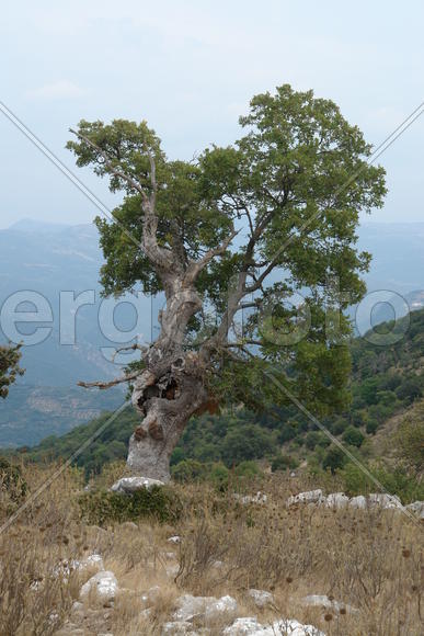 Одиноко стоящее дерево