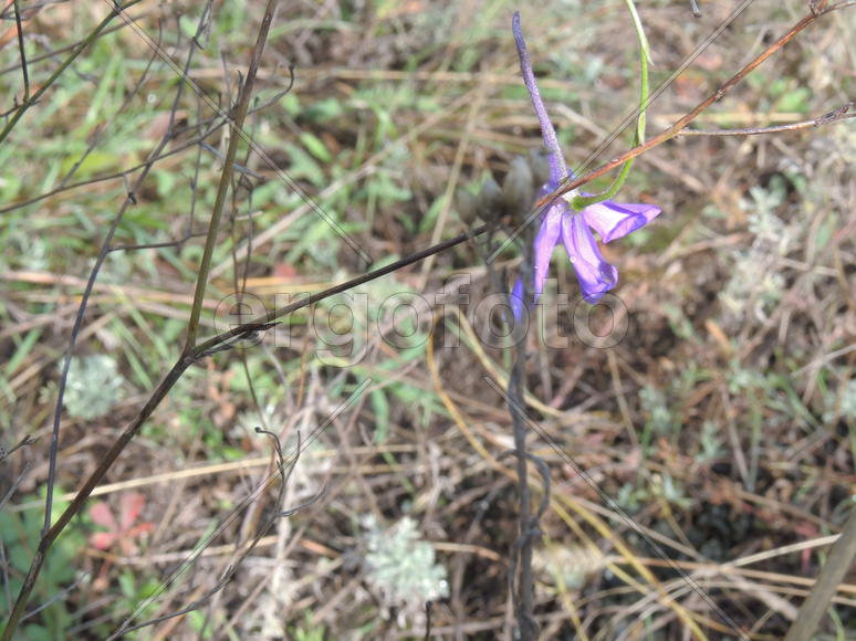 Одинокий цветок.