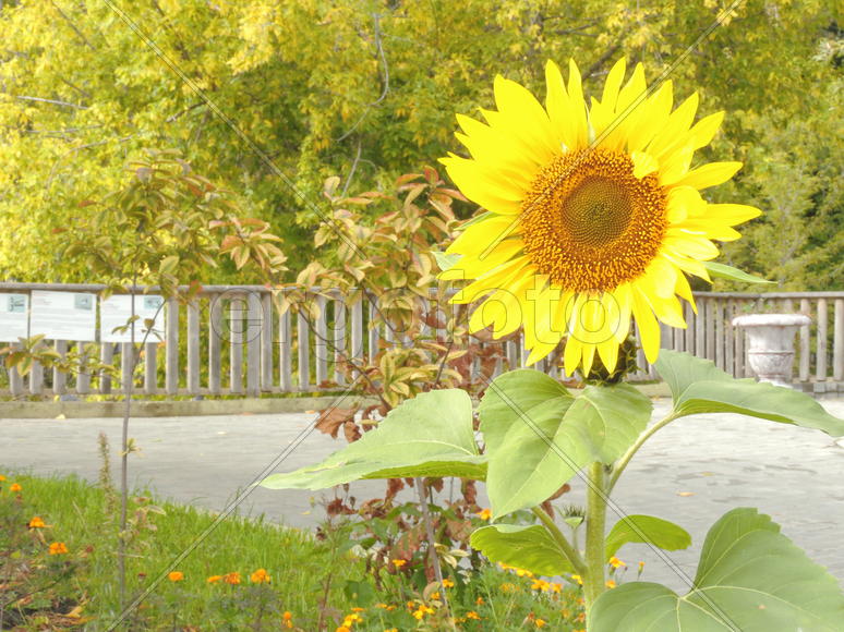 Яркий, жёлтый подсолнух на уоице.