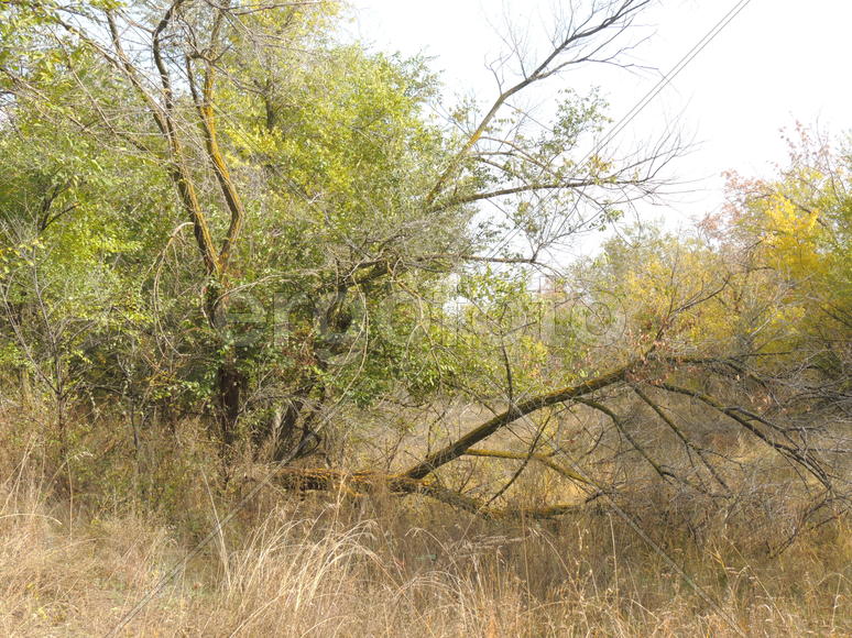 Дерево осенью.