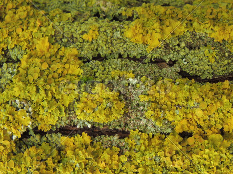 Лишайник на коре