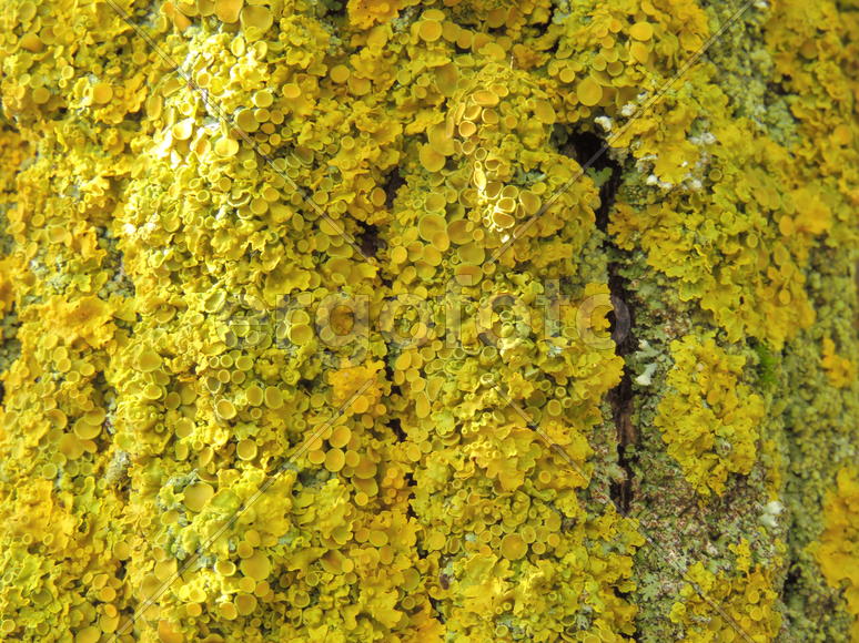 Лишайник на коре