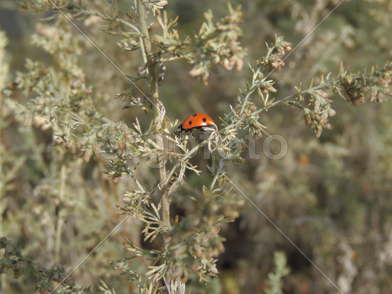 Божья коровка