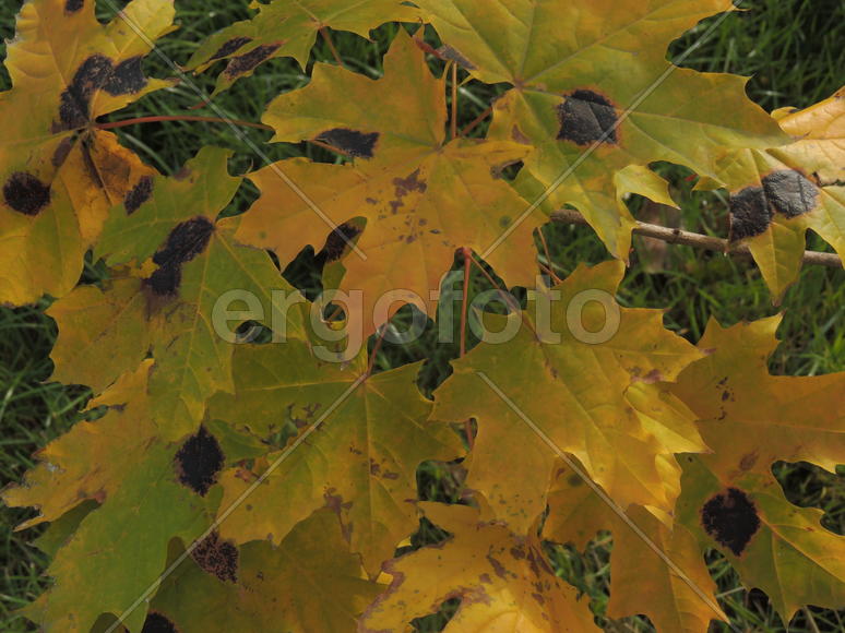 Листья клёна.