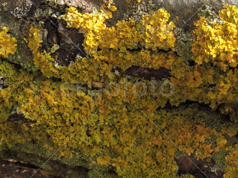 Лишайник на коре