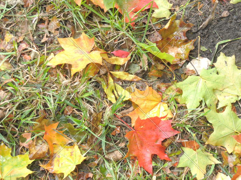 Опавшие листья