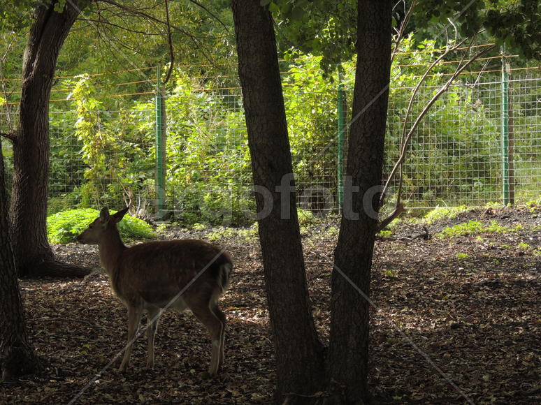 Красивое животное.