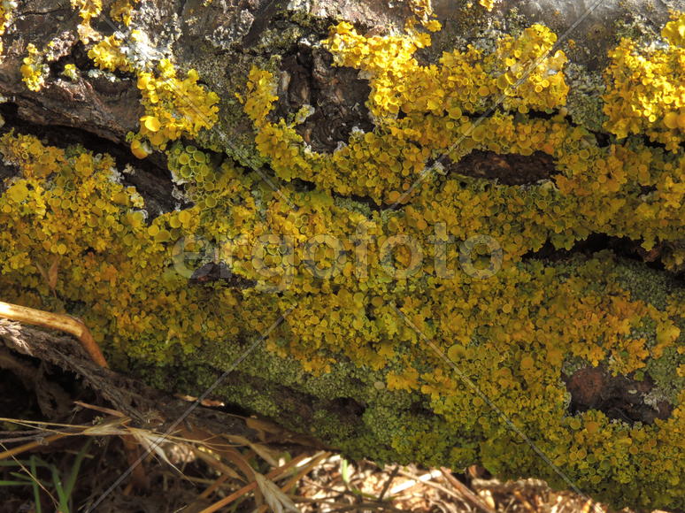 Лишайник на коре