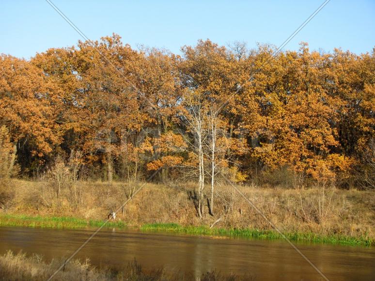 Золотая осень.Дубы.