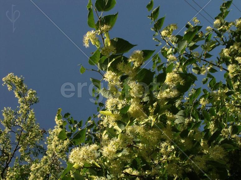 Цветение липы.