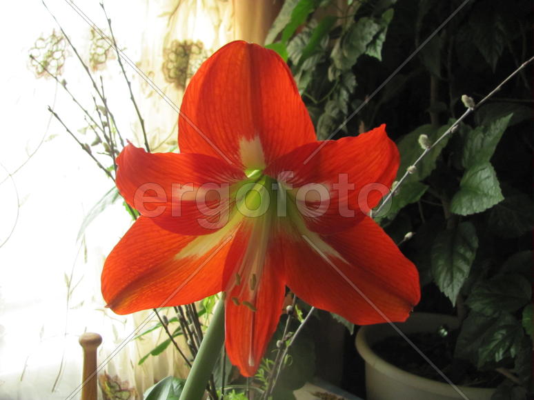 Гипераструм