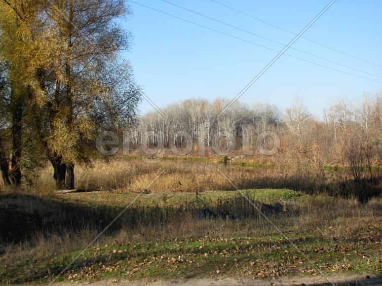 Осень. Деревья.