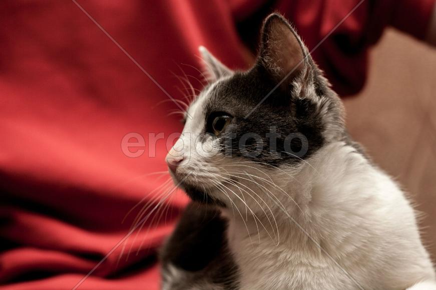 Бася - фотомодель