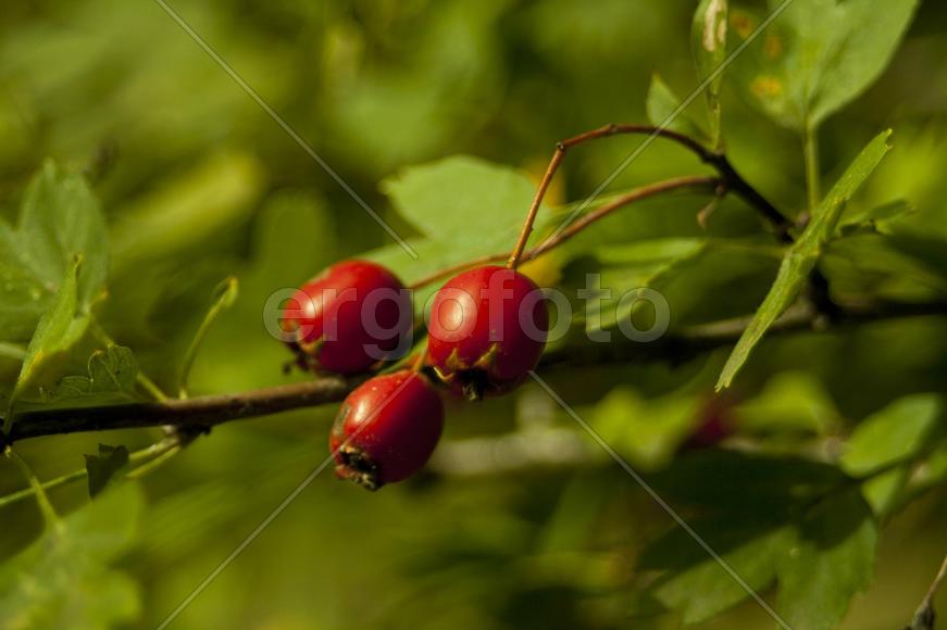 Ягоды шиповника.