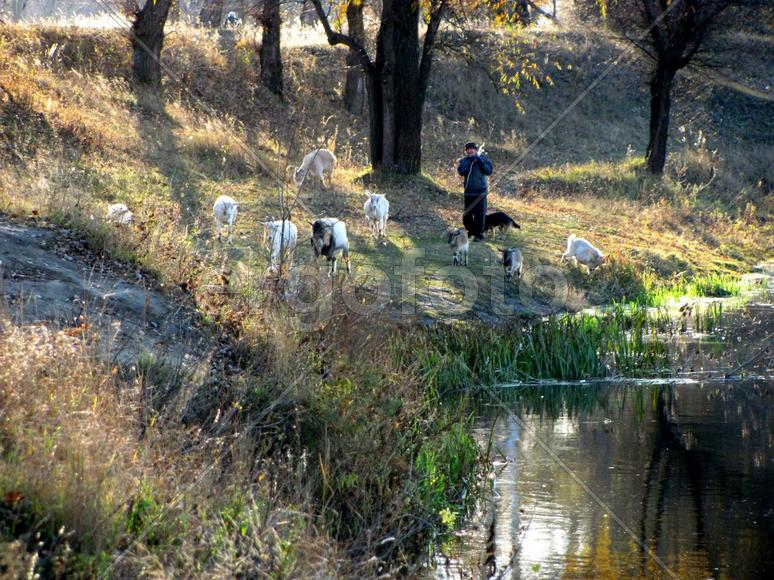 Стадо коз.