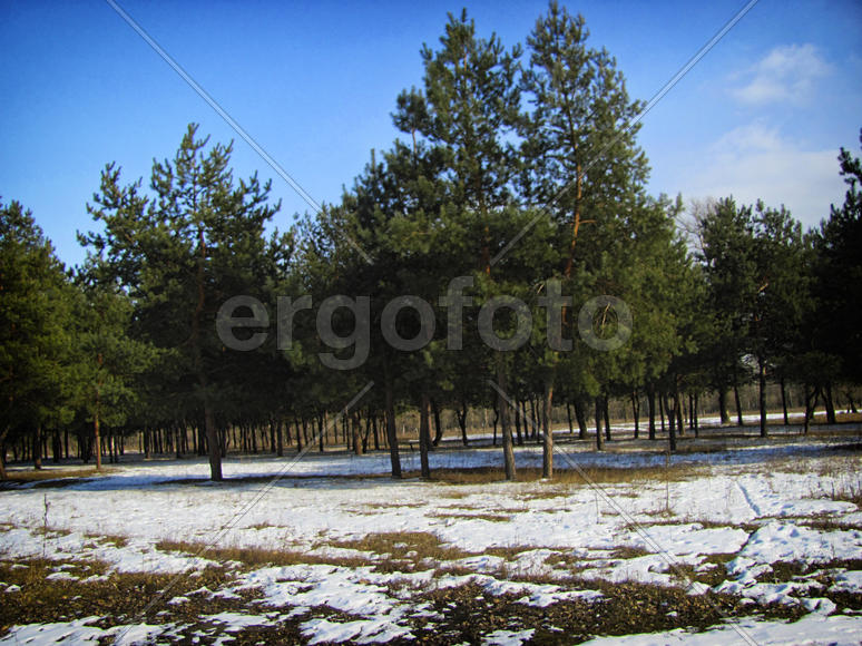 Раняя весна. Утро.