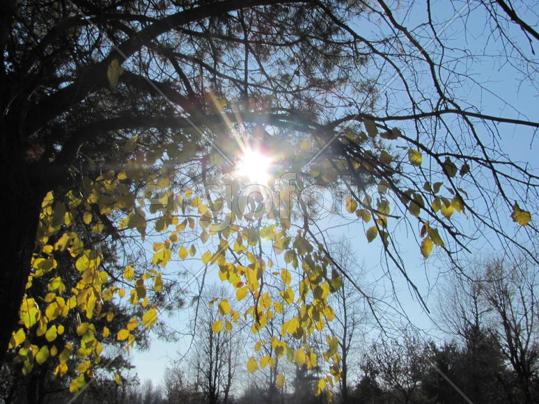 осеннее утро