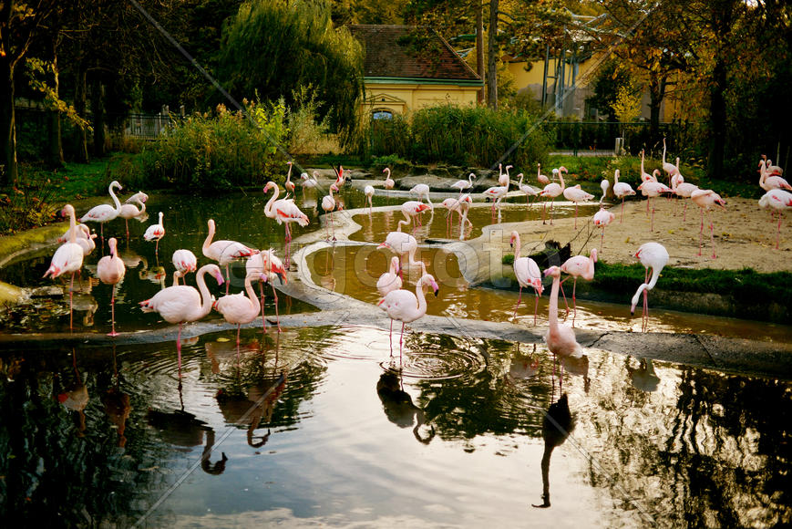 Фламинговые