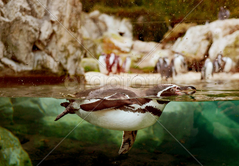 Привет от Пингвина