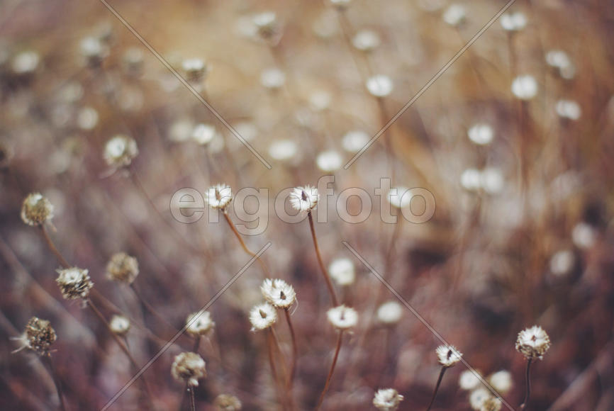 Осенние одуваны