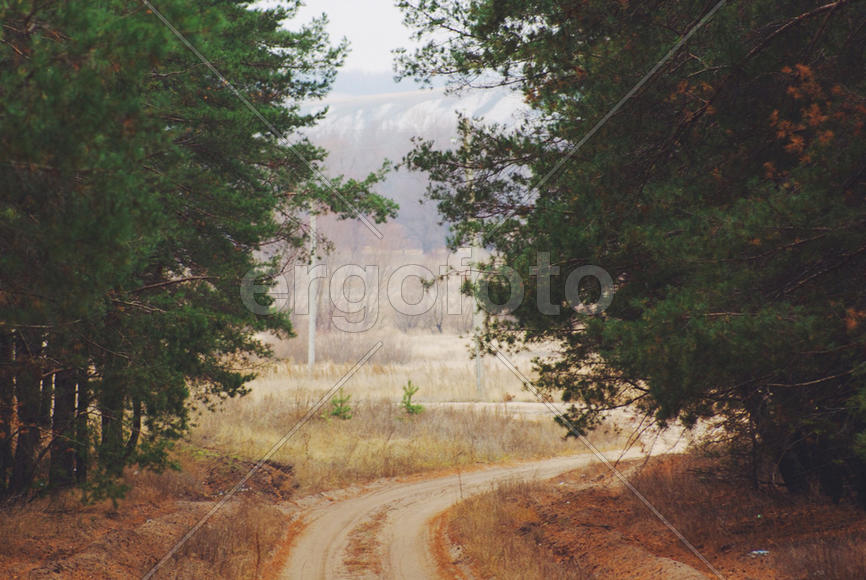 Дорогая в лес