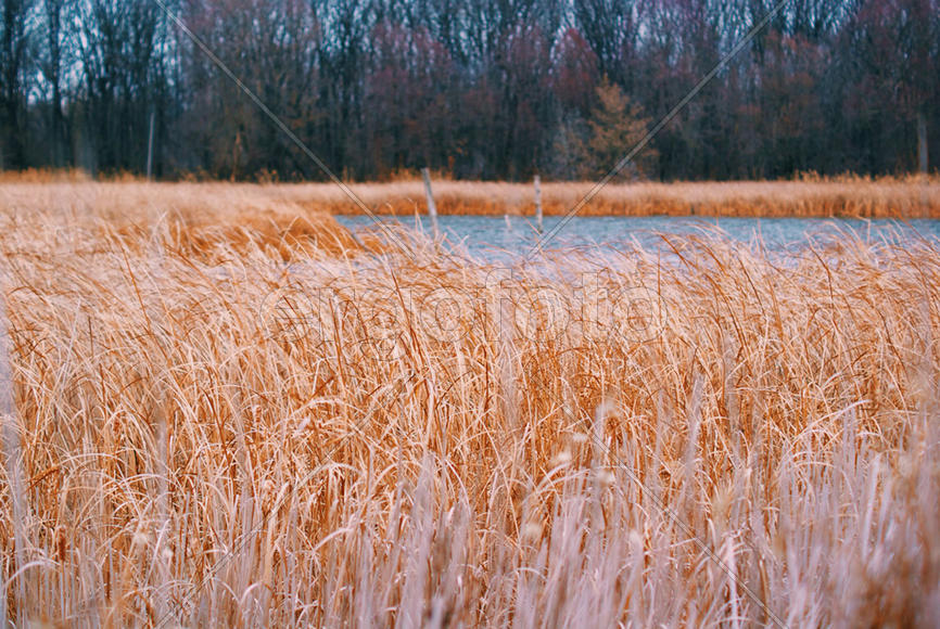 Золото реки Дон