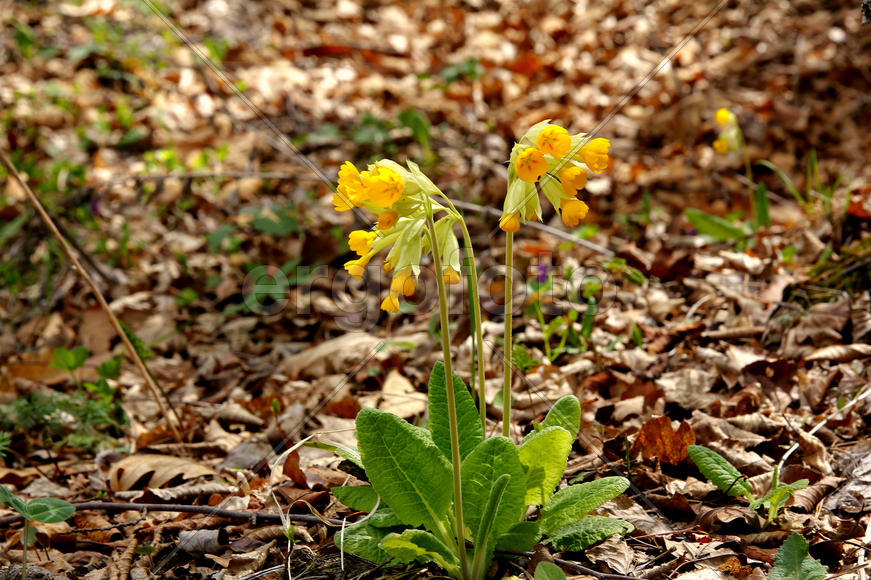 Цветок, цветы