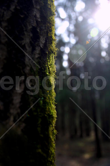 Мох на дереве в лучах солнца