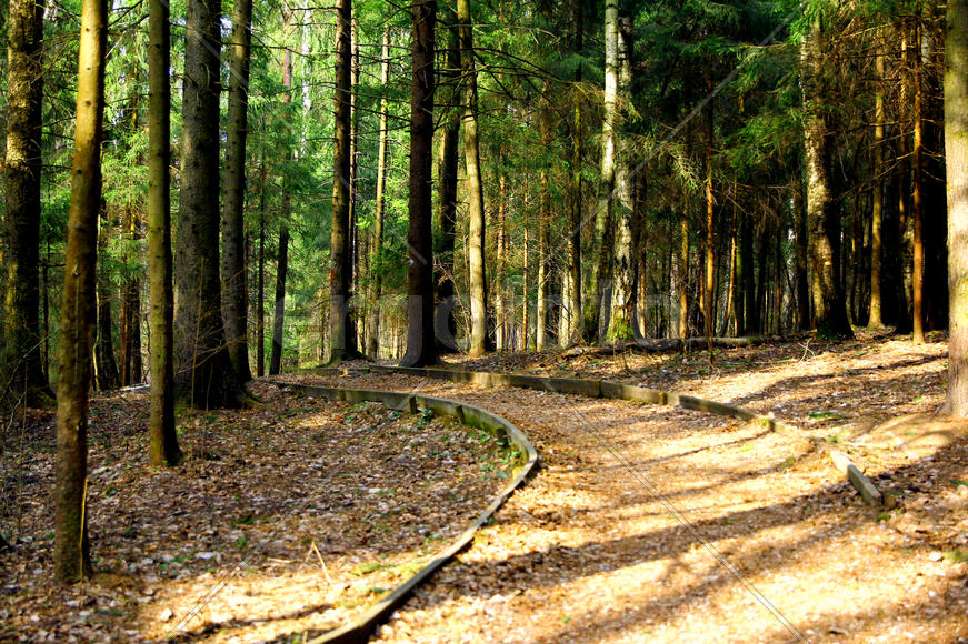 Тропинка в лесу