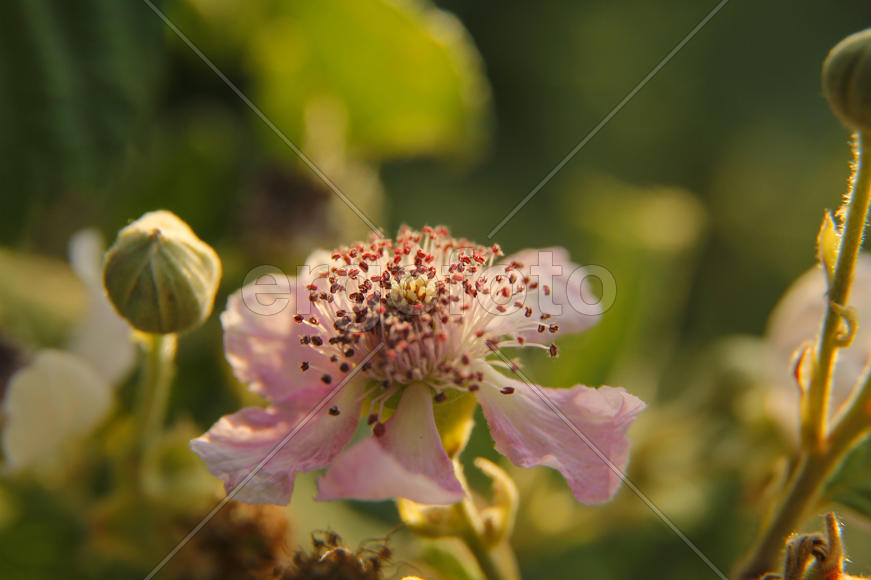 Цветок, цветы