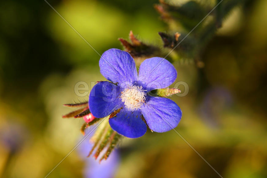 Цветок, цветы