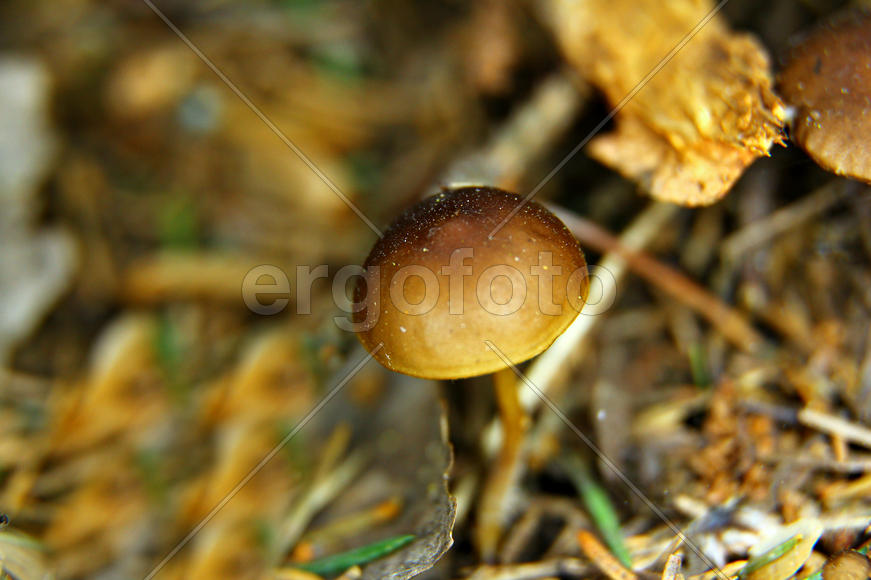 Маленький гриб